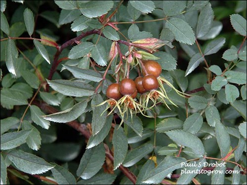 Redleaf Rose (Rosa glauca)